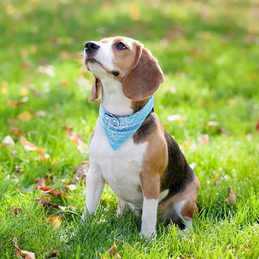 Paisley Bandana Adjustable Collar