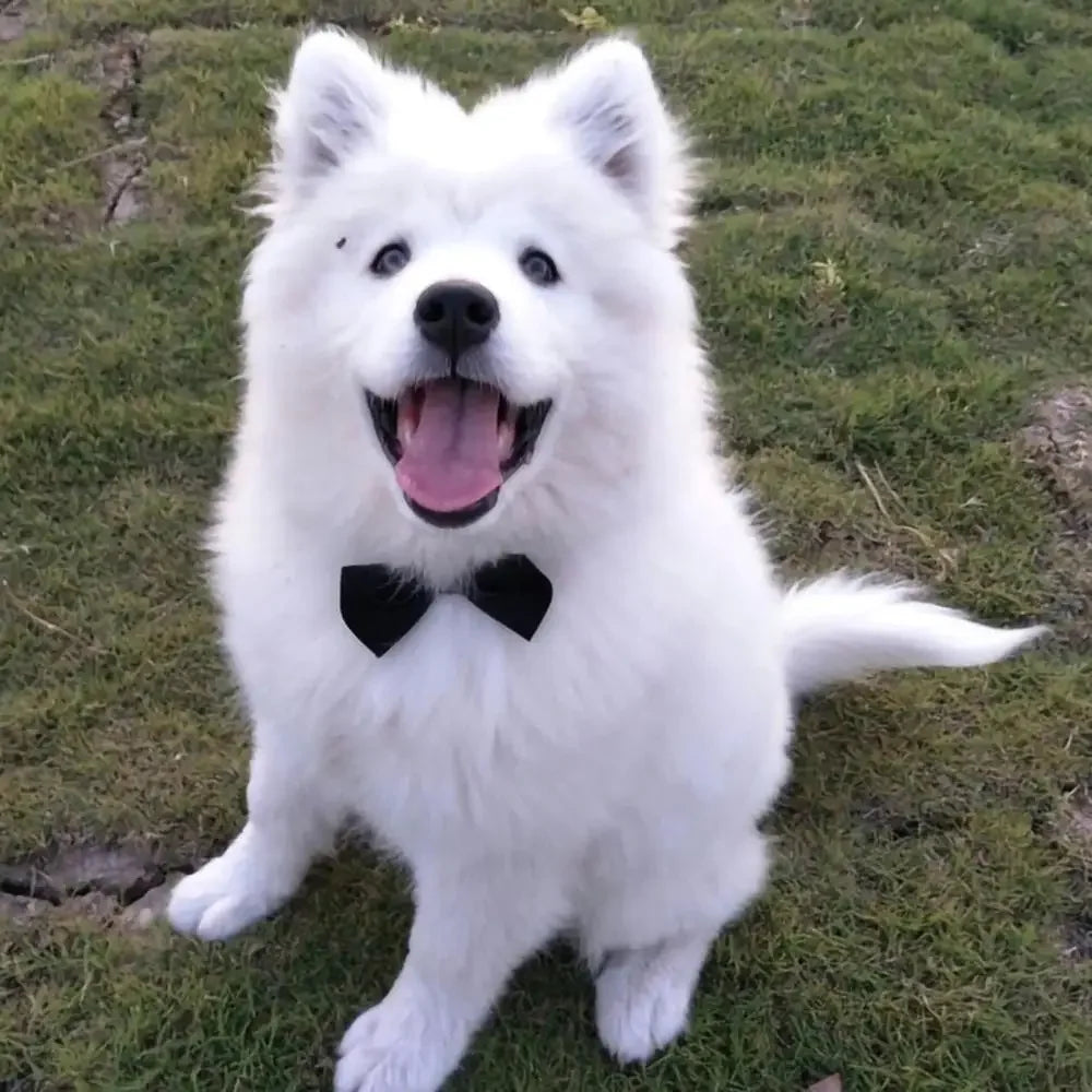 Tuxedo Bow Tie